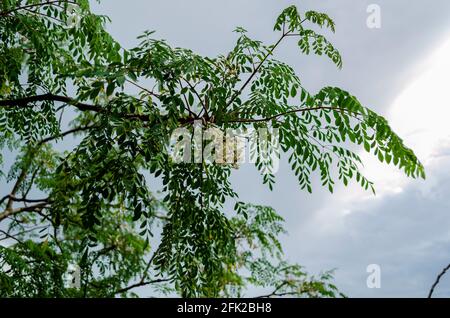 Tree Branch On Background Of Sky Stock Photo