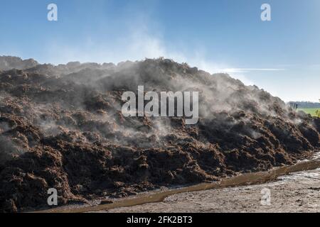 Muck heap, a pile of steaming manure. On a farm. Suffolk, UK. Stock Photo