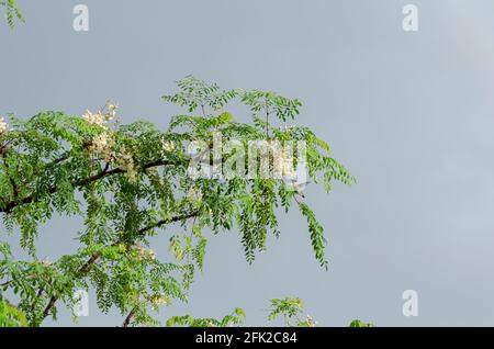 Moringa Branch Against Blue Sky Background Stock Photo