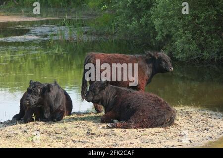 Three Galloway Cattle''s resting in a nature reserve Stock Photo
