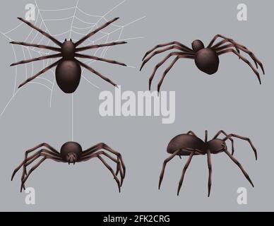 Spider realistic. Nature insects crawl venom black fear spider vector danger collection Stock Vector