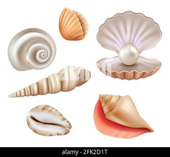 Open seashells. Luxury pearls and marine objects from sea or ocean vector realistic set Stock Vector