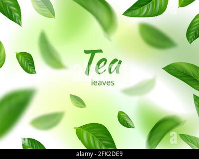 Green leaves background. Flowing of natural green herbs eco concept flying realistic leaves vector Stock Vector