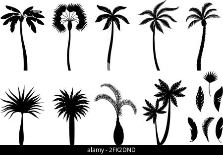 Palm tree silhouettes. Exotic brazil tropical trees branches with leaves and coconuts vector illustrations set Stock Vector
