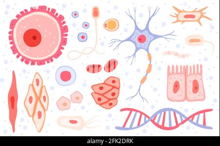 Cells collection. Human blood structure micro types of anatomy science vector collection cells set Stock Vector