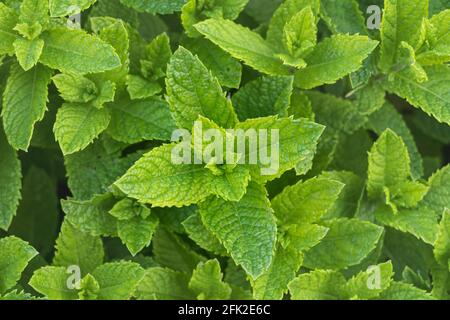 spearmint plants growing outdoor in a garden seen from above Stock Photo