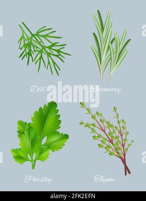 Green herbs. Realistic species for culinary medical plants food aromatic ingredients healthy leaves vector template Stock Vector