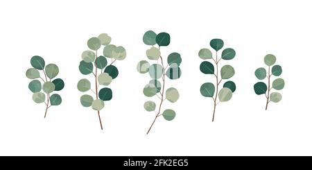 Eucalyptus greenery, gum tree foliage natural leaves branches designer art tropical elements set bundle hand drawn in watercolor style. Stock Vector