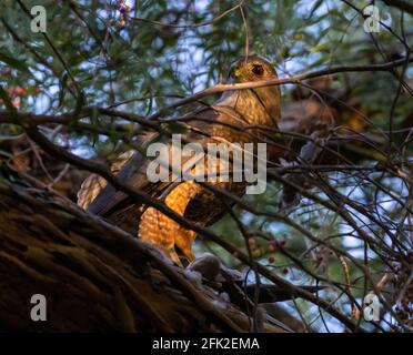 Coopers Hawk eating bird Stock Photo