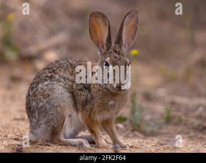 Wild rabbit Stock Photo