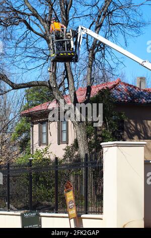 Tulsa Oklahoma USA 3 6 2018-Worker on a crane high in a tree inspecting branches to be cut in upscale neigborhood Stock Photo