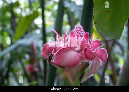 A single healthy torch ginger, or red ginger lily flower isolated among green leaves and branches in Barbados' Flower Forest. Pink, vibrant. Stock Photo