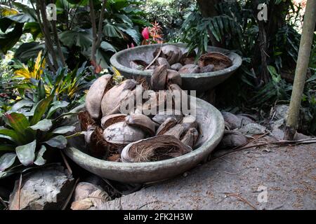 Two stone garden pots filled with discarded brown cracked open coconuts after a harvest. Saint Peter's, Barbados, lush tropical Caribbean garden. Stock Photo