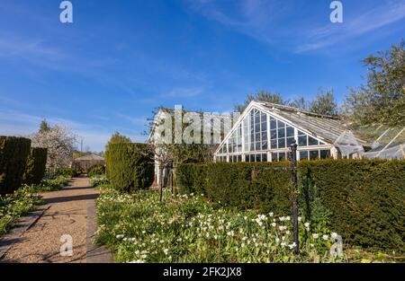 Dilapidated vintage greenhouse seen at the spring Tulip Festival in Dunsborough Park, Ripley, Surrey, south-east England in April Stock Photo