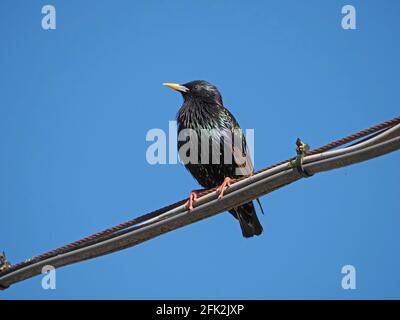 common / European starling (Sturnus vulgaris) with yellow bill & sparkling Summer breeding plumage on overhead wires with blue sky Cumbria, England,UK Stock Photo