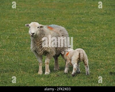 mother and child - distinctive but pale Herdwick breed ewe with single lamb in grassy field on upland farm in Cumbria, England, UK Stock Photo