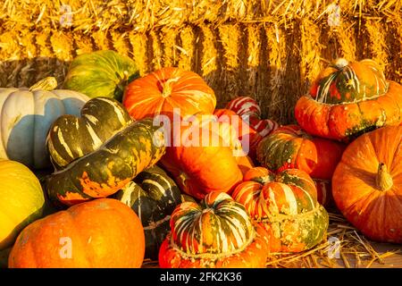 pumpkins, squash and hay bales, pumpkin patch Stock Photo