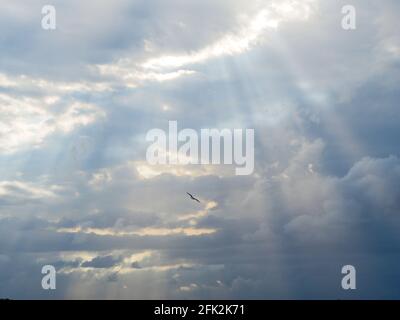 Like the heavens opening, sunlight shining, breaking through the clouds it's rays beaming, a silhouetted bird, seagull, flying across the sky. Stock Photo