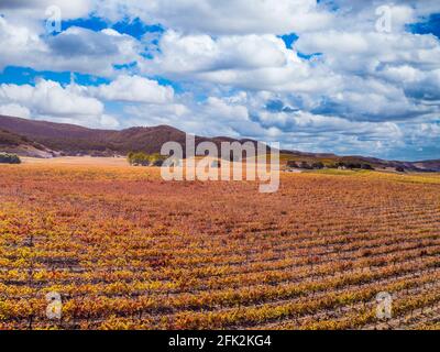Sanford & Benedict Vineyard, Santa Ynez Valley, California Stock Photo