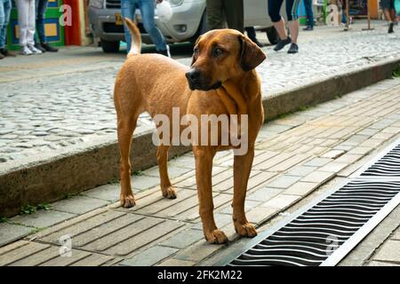 Mongrel Brown Dog Staring in the  Tourist Neighbourhood of Guatapé, Colombia Stock Photo