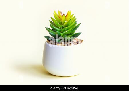 Green succulent flower plant in the pot on light yellow background with copy space. Stock Photo