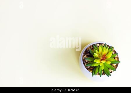 Top view of green succulent flower plant in the pot on light yellow background with copy space. Stock Photo