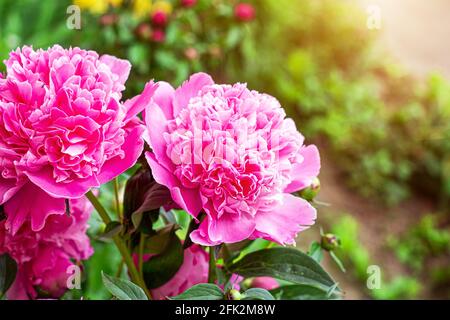 Fresh blossom bright pink peonies flowers in the garden in summer. Stock Photo