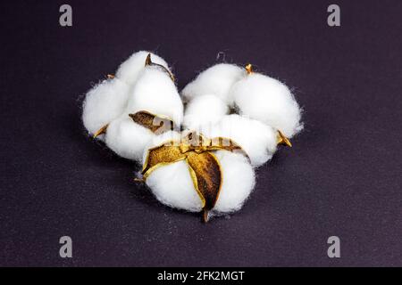 White dry cotton flowers on dark background. Stock Photo