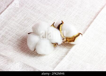 White dry cotton flowers on light textile background. Stock Photo