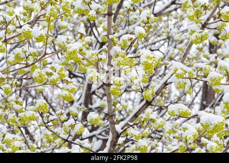 Maple blossoms covered in snow after an early spring snowfall. Stock Photo