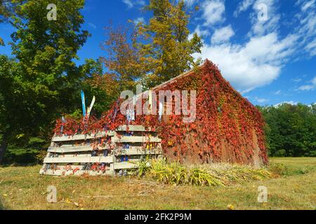 Picturesque barn covered with vine turned red during autumn, Bartlett NH, USA. On the side a corral made of wooden boards contains old pairs of skis. Stock Photo