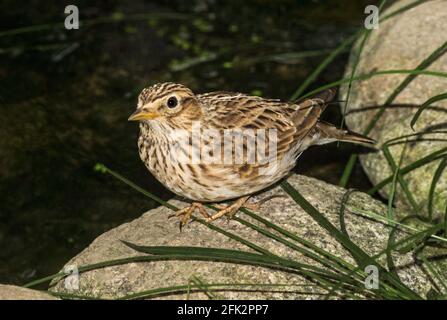 Skylark 'Alauda arvensis' Adult by the edge of a pond.South-west France. Stock Photo