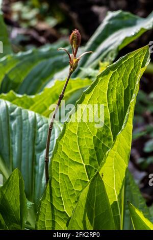Flowering skunk cabbage with morning light shining through its leaves