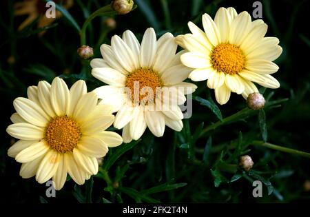 Three yellow Marguerite Daisy flowers isolated on a black background using focus-stacking technique Stock Photo