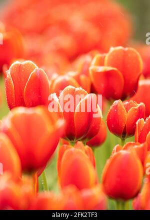 A bunch of vibrant red tulips in a tulip field. Stock Photo