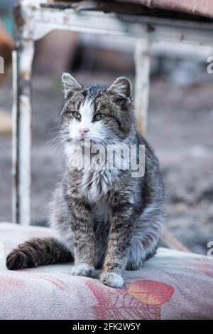 sick very old cat smith in the summer Stock Photo