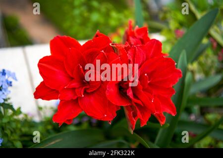 A bright red blooming double Hippeastrum flower Stock Photo