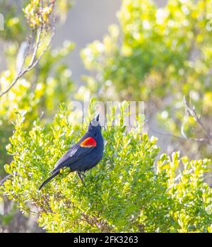 Red winged Blackbird male Stock Photo