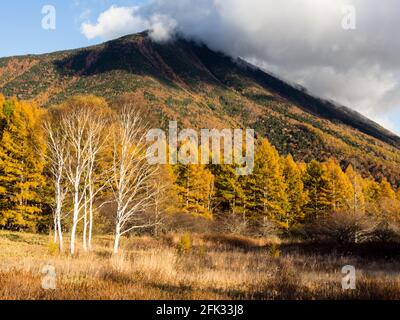 Mount Nantai and golden autumn larches at Senjogahara in Nikko National Park, Japan Stock Photo