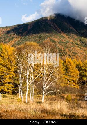 Mount Nantai and golden autumn larches at Senjogahara in Nikko National Park, Japan Stock Photo