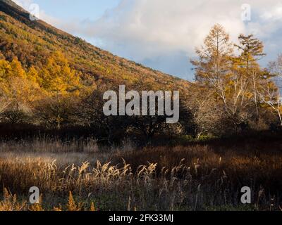 Mount Nantai and golden autumn larches at Senjogahara in Nikko National Park, Japan Stock Photo