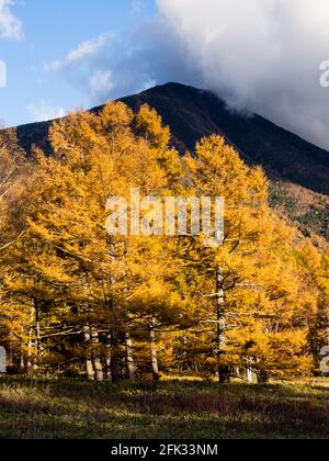 Mount Nantai and golden autumn larches at Senjogahara in Nikko National Park, Japan Stock Photo