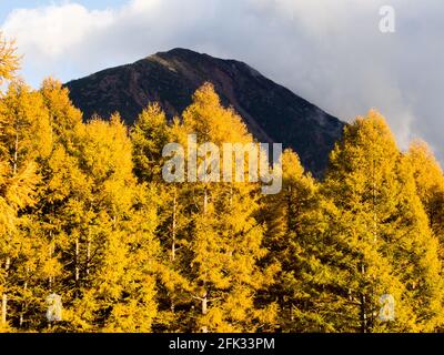 Mount Nantai and golden autumn larches at Senjogahara in Nikko National Park, Japan Stock Photo