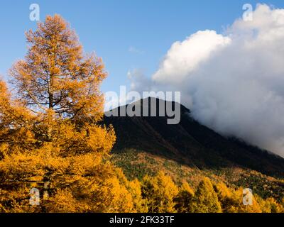 Mount Nantai and golden autumn larches at Senjogahara in Nikko National Park, Japan Stock Photo