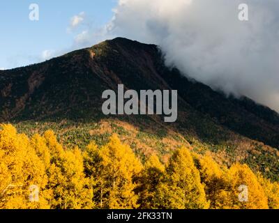 Mount Nantai and golden autumn larches at Senjogahara in Nikko National Park, Japan Stock Photo