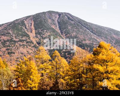 Mount Nantai and golden autumn larches at Senjogahara in Nikko National Park, Japan Stock Photo