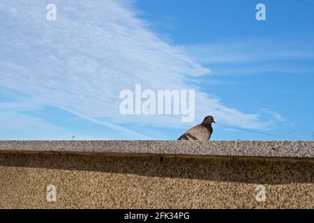 A bluish-gray urban pigeon looking curiously and hiding behind the edge of the speckled gray-white marble parapet of the embankment by the river with Stock Photo