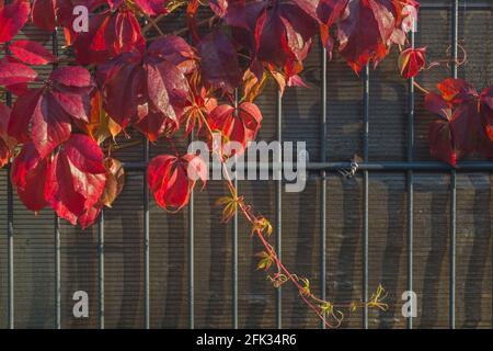Burgundy, scarlet and pink fall vine leaves of wild grapes twining along a gray fence made of metal mesh of vertical rods and polycarbonate sheets in Stock Photo