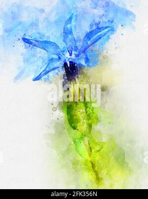 Watercolour painting of spring gentian (Gentiana verna). Alpine wildflower. Stock Photo
