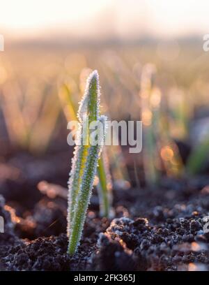 Hoarfrost on young wheat. Dewdrops froze from the frost. Spring morning on a field of barley Stock Photo